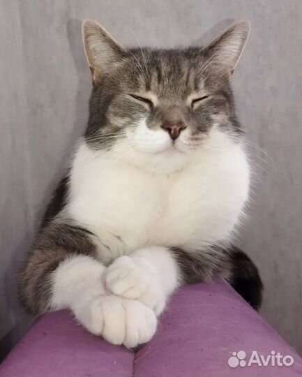 Отдам Котика