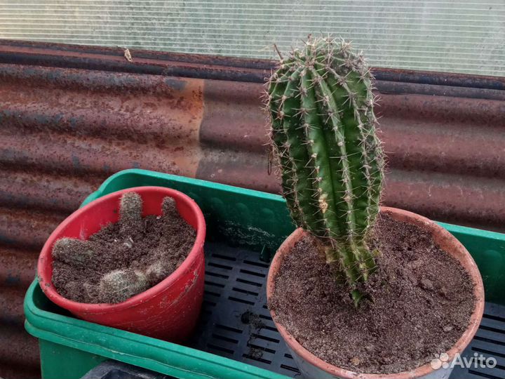 Кактусы, алоэ