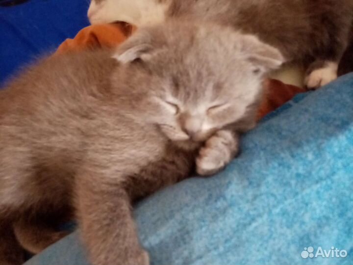 Британские котята