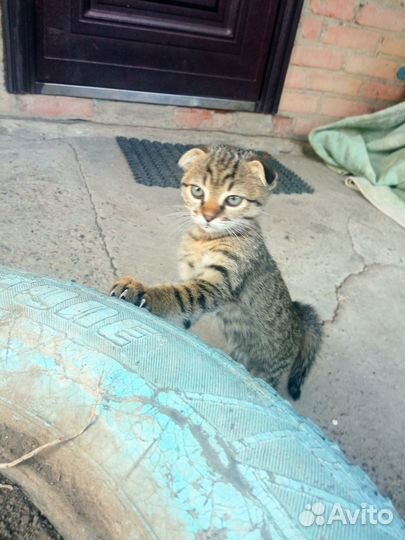 Отдам в добрые руки вислоухих котят