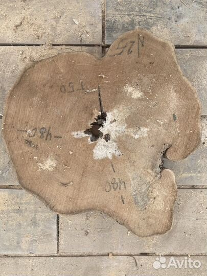 Спил акации лимонной и розовой