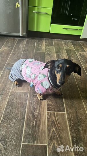 Одежда для собак