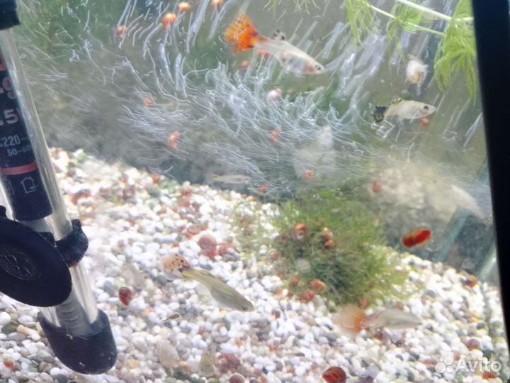 Гуппи ассорти