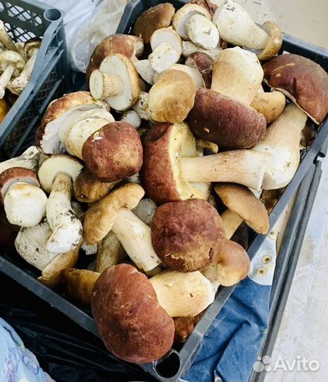 Замороженые Грибы вареные, домашние