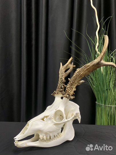 Череп косули