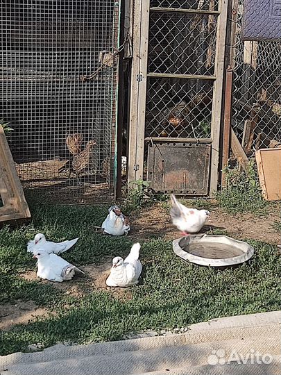 Голубь мясных пород(кинги)