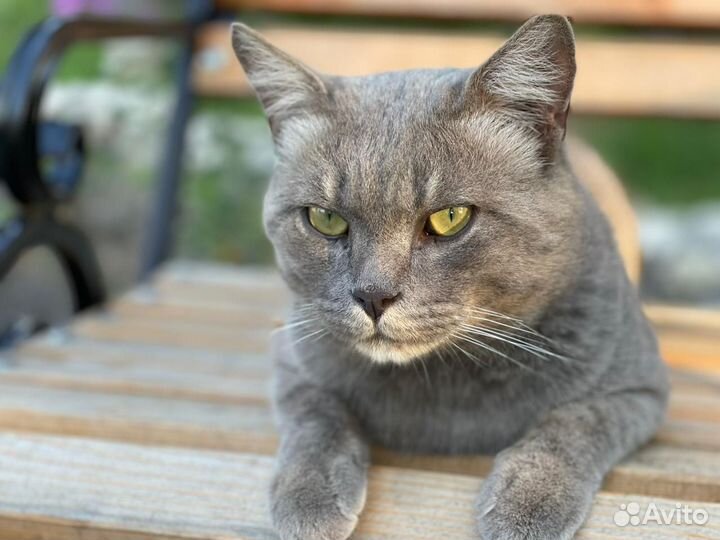 Британский кот