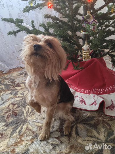 Йоркширский терьер