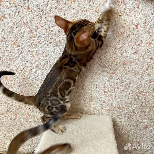 Бенгальские котята