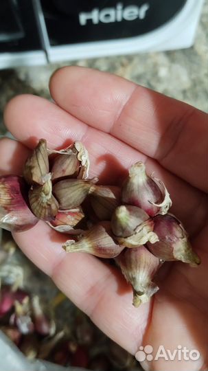 Лук египетский шагающий, живородящий