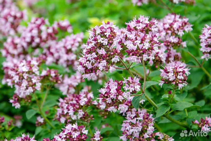 Душица (орегано)