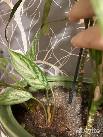 Аглаонема Мария отростки