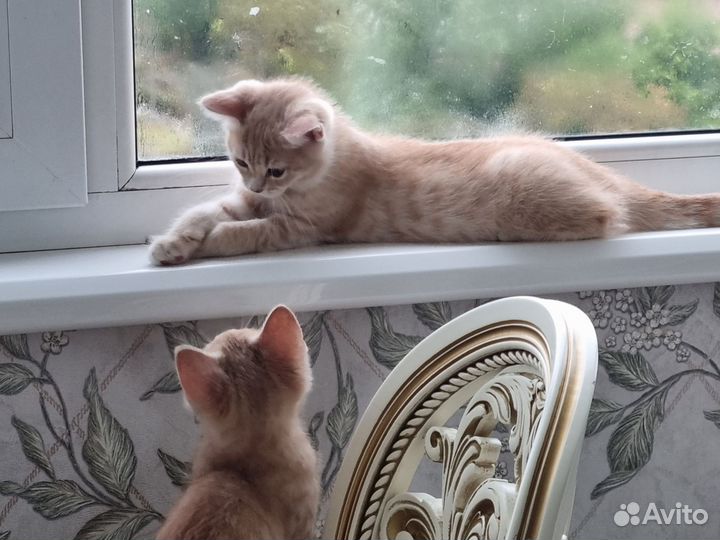 Котята британской породы