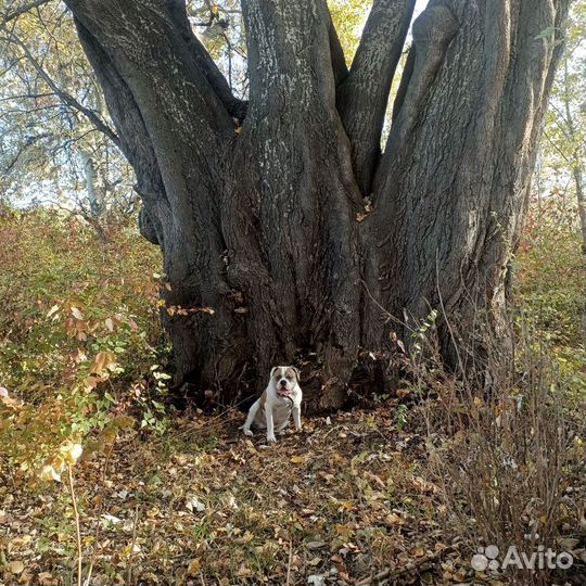 Американский бульдог