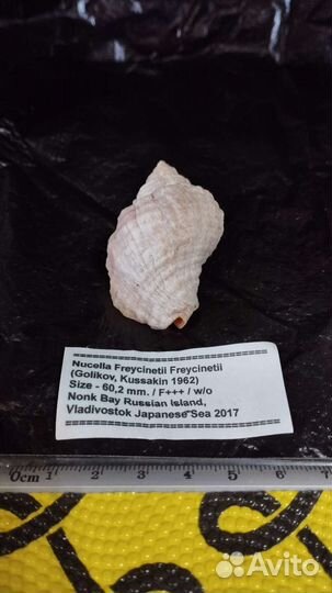 Морская раковина Nucella Freycinetti