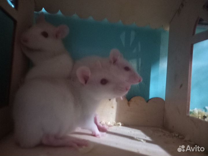 Продажа крыс