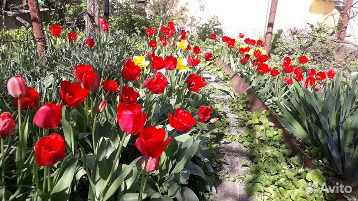 Луковицы тюльпанов и гиацинтов, форзиция. Клубника