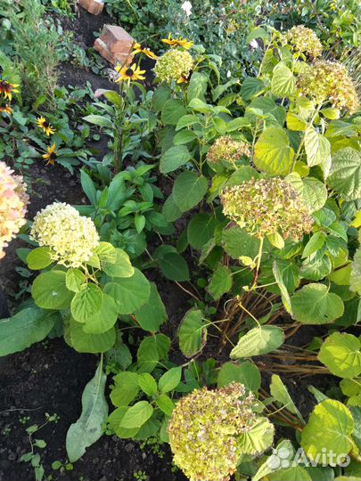 Гортензия древовидная, можжевельник казацкий