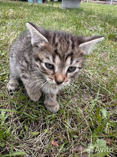 Отдам котят в добрые руки