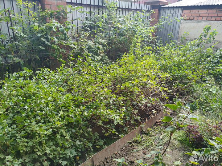 Кусты красного и зелёного крыжовника