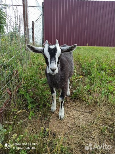 Коза и уозочки