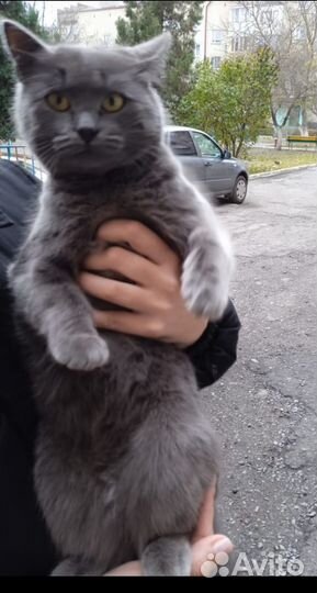 Барбара Кошечка