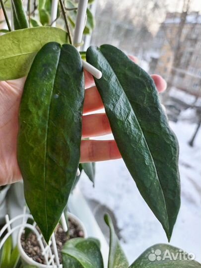 Hoya Carnosa Tricolor (срез)