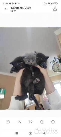 Котята
