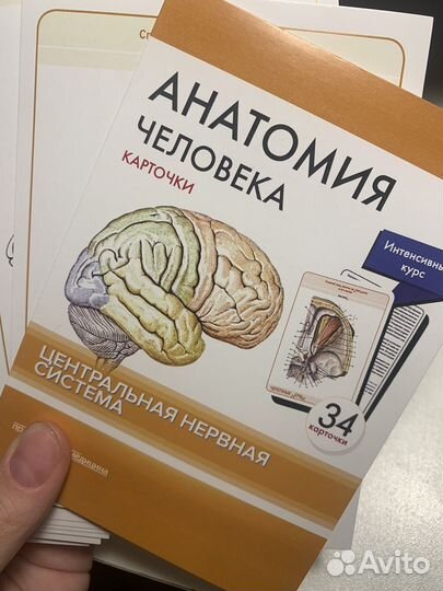 Карточки анатомия человека цнс Сапин