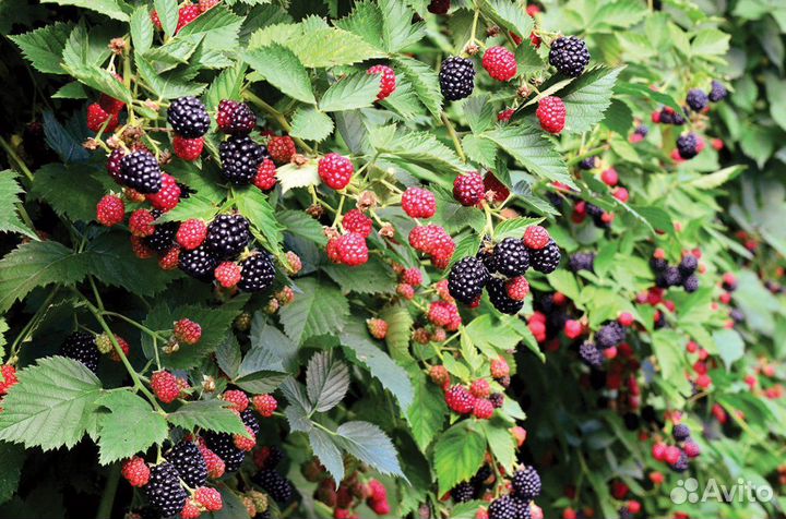 Ежевика Вошито саженцы, очень вкусная ягода