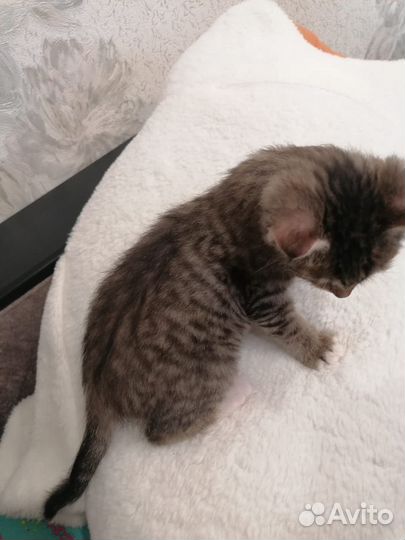 Котик ищет семью