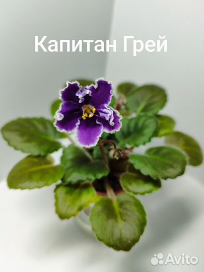 Мини фиалочки