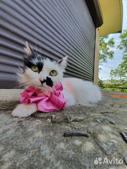Кошка в дар бесплатно