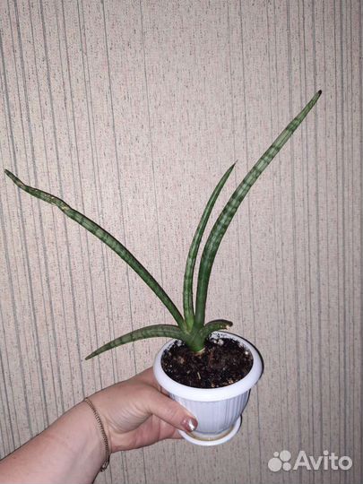 Сансевиерия цилиндрика