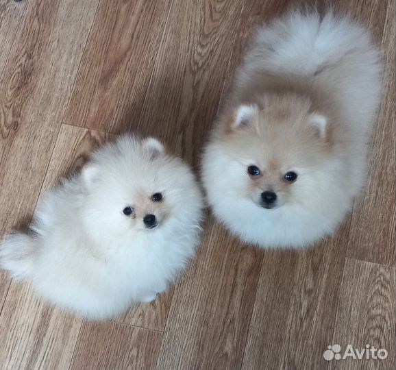 Щенки померанского шпица