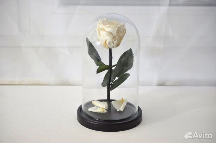 Живая розочка. Подарок. Сувенир