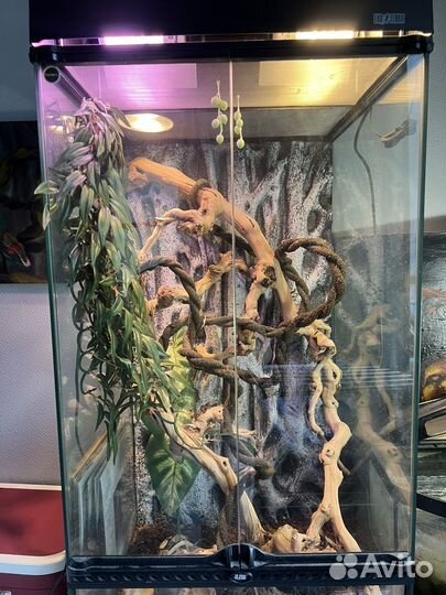 Флорариум хабитат террариум для хамелеона
