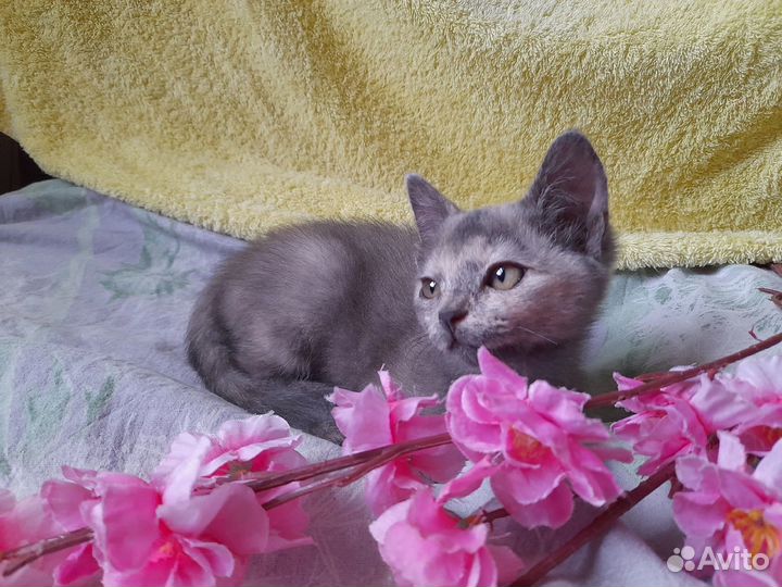 Черепаховый меланж котенок