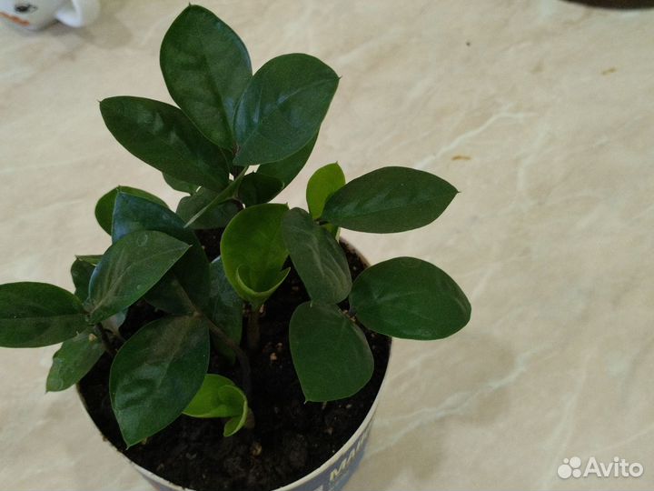 Замиокулькас Замифолия (долларовое дерево)