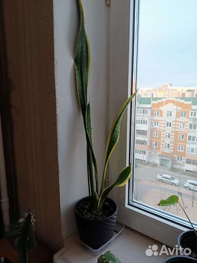 Сансевиерия щучий хвост