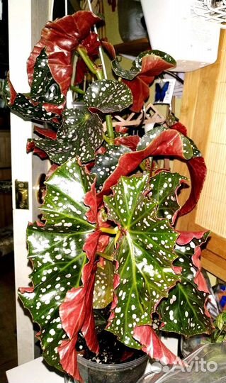 Бегония Краклин Рози +