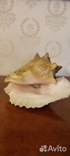 Ракушка морская большая (из Кубы)