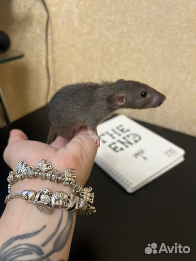 Крысята дамбо