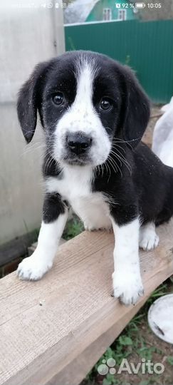 Метисы бигля