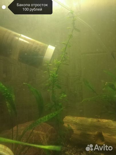 Аквариумные растения