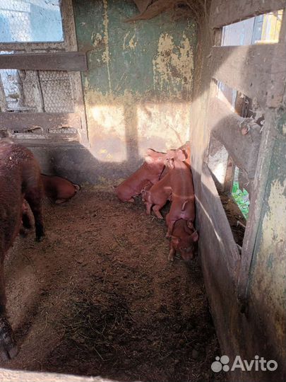 Поросята дюрок