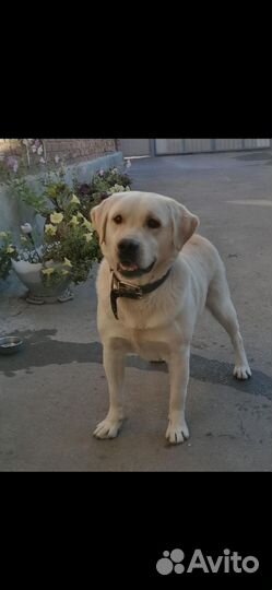 Вязка лабрадор