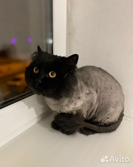 Нужен дом / передержка коту