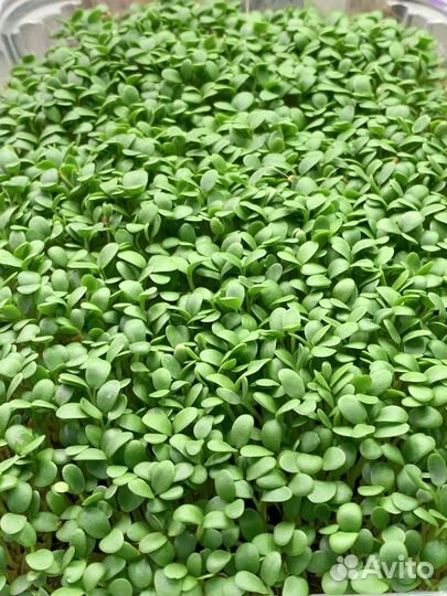 Микрозелень краснодар