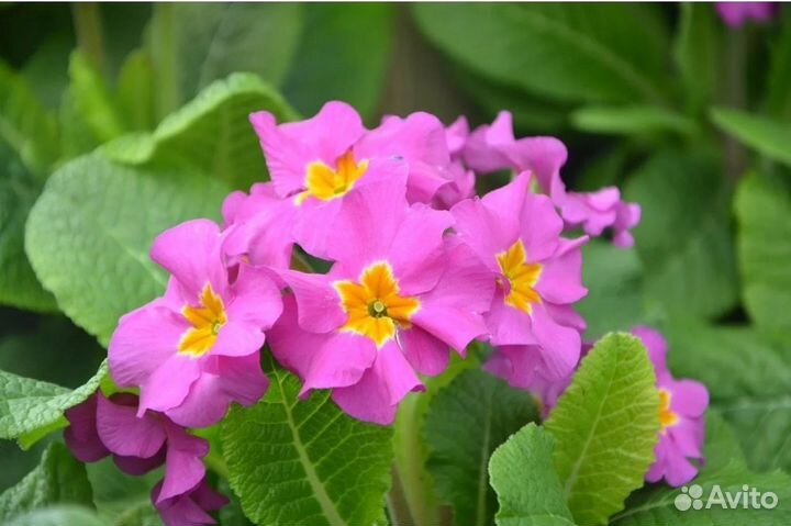 Примула бесстебельная